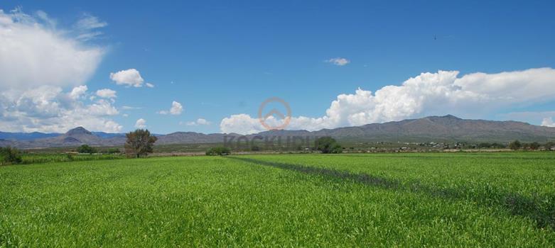 Land for Sale in İskele Region – 6,021 m² Investment Opportunity with Equivalent Title Deed